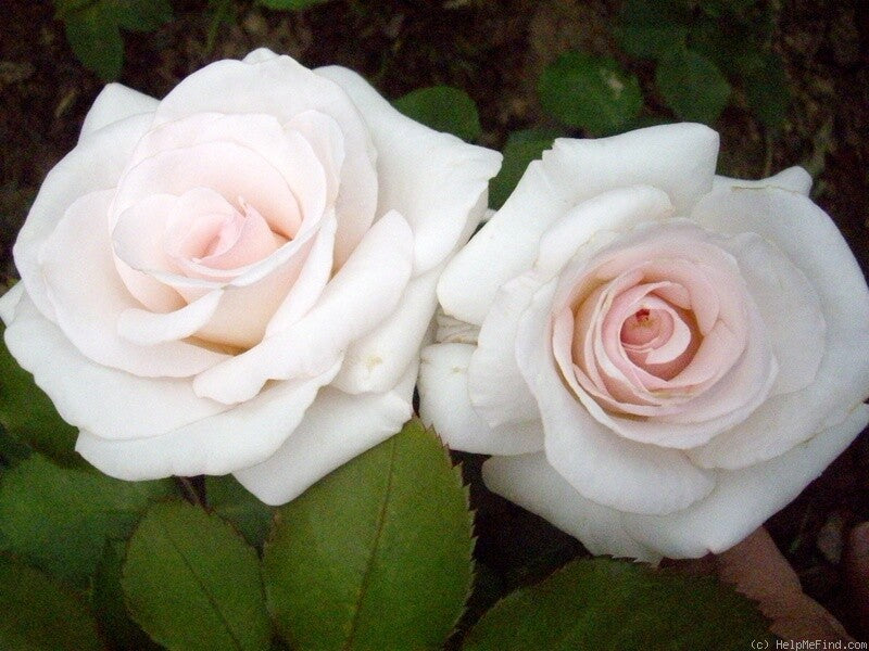 Anniversary Blush