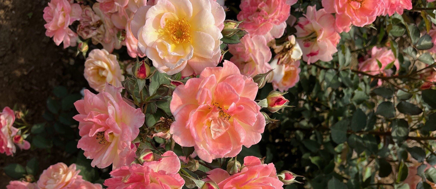 Niagara Blush