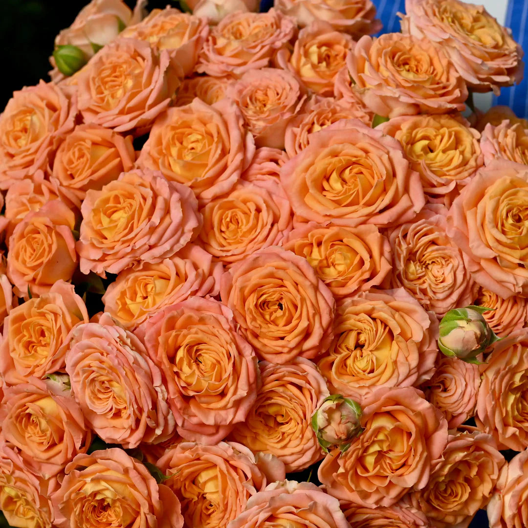 Coral Trendsetter™