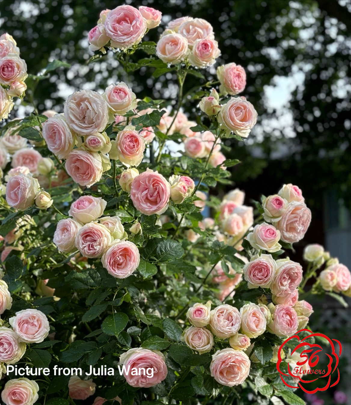 Eden Climber Romantica