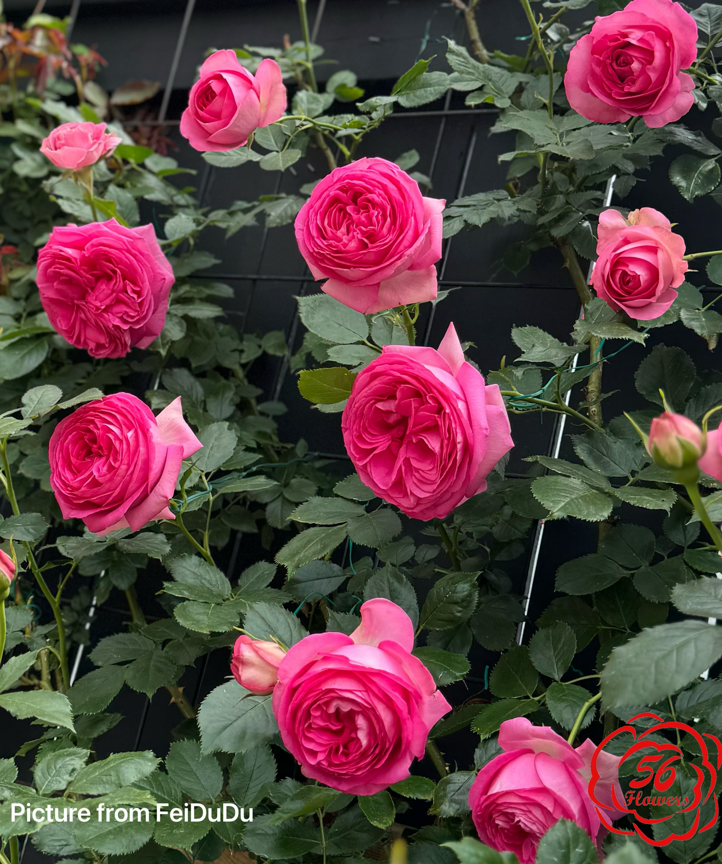 Pretty in Pink Eden Climber