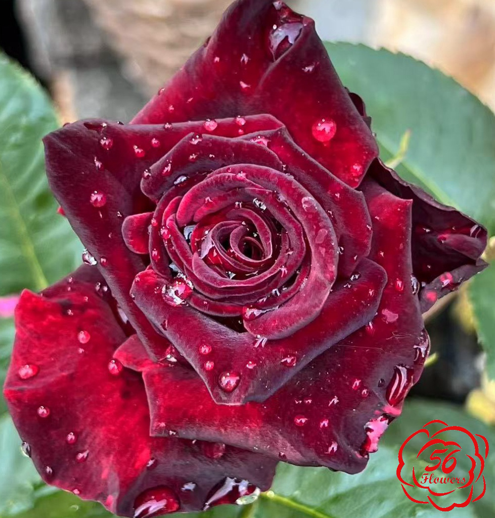 Black Baccara