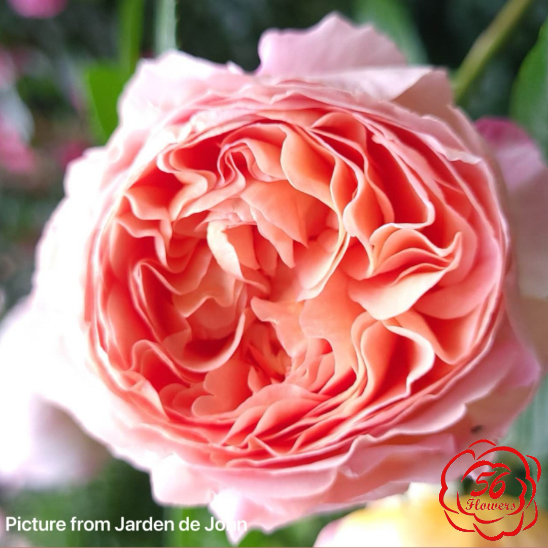 Abraham Darby