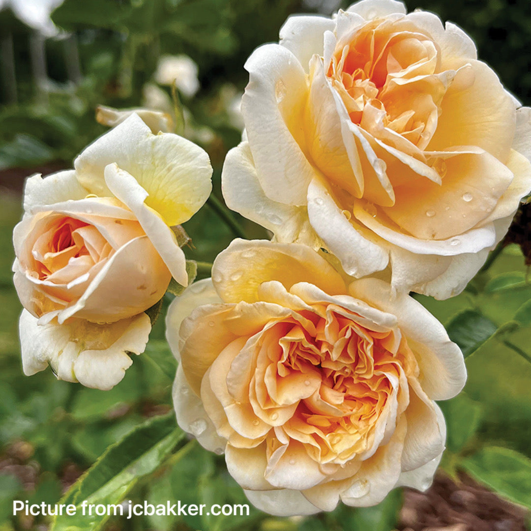 Champagne Fragrant Showpiece