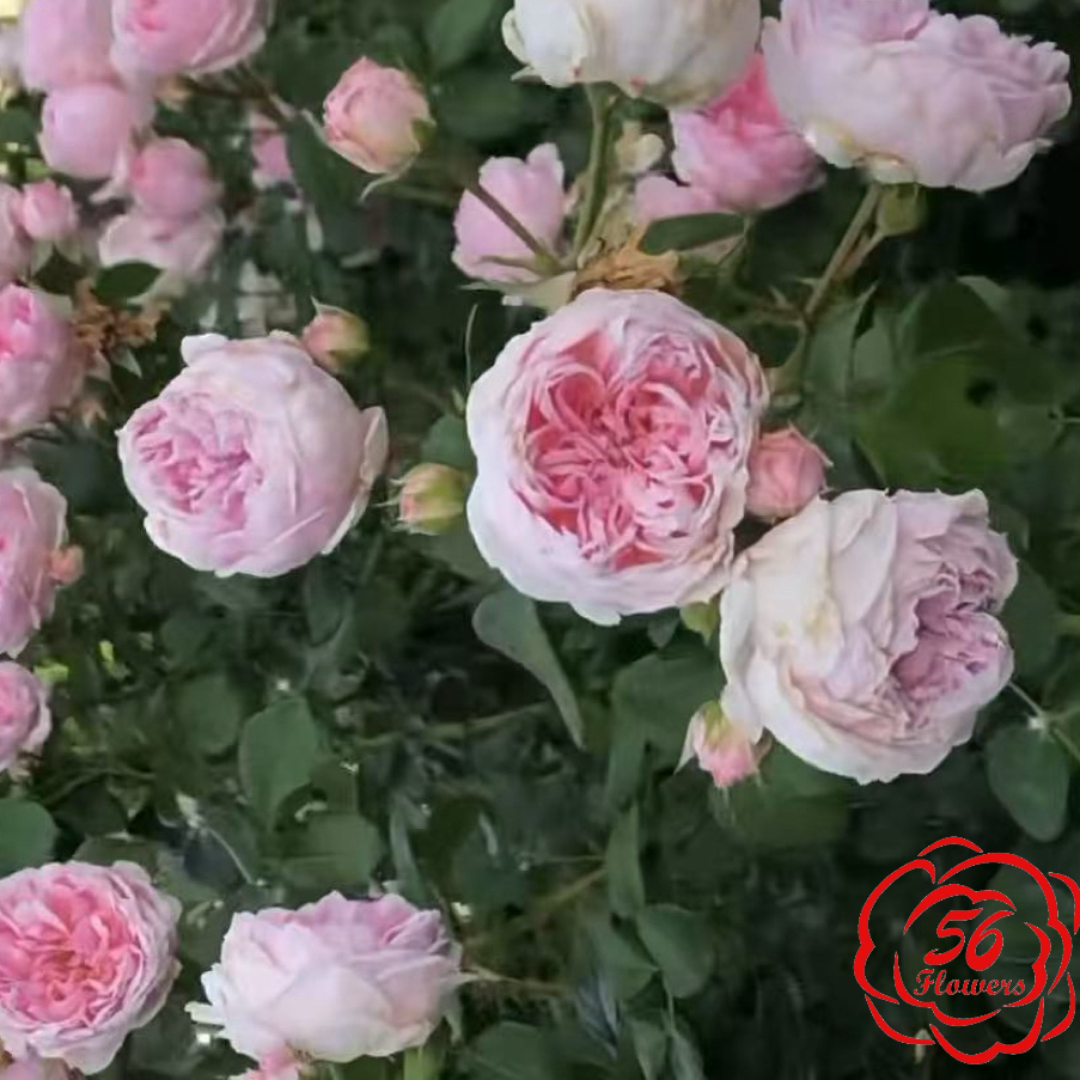 Cinderella Fairy Tale