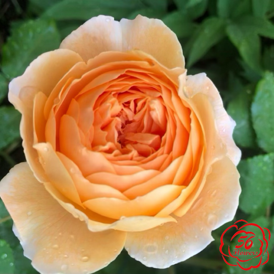 Crown Princess Margareta