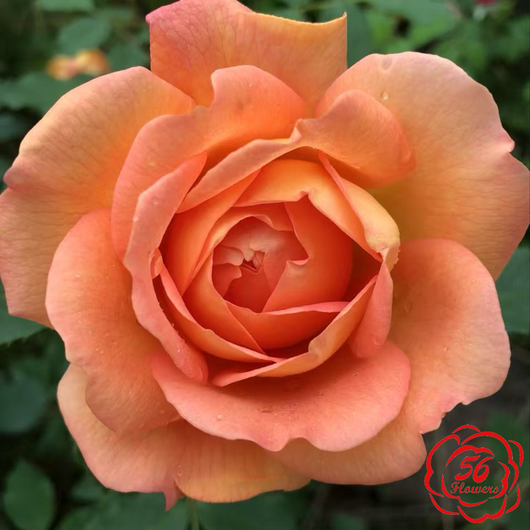 Lady of Shalott