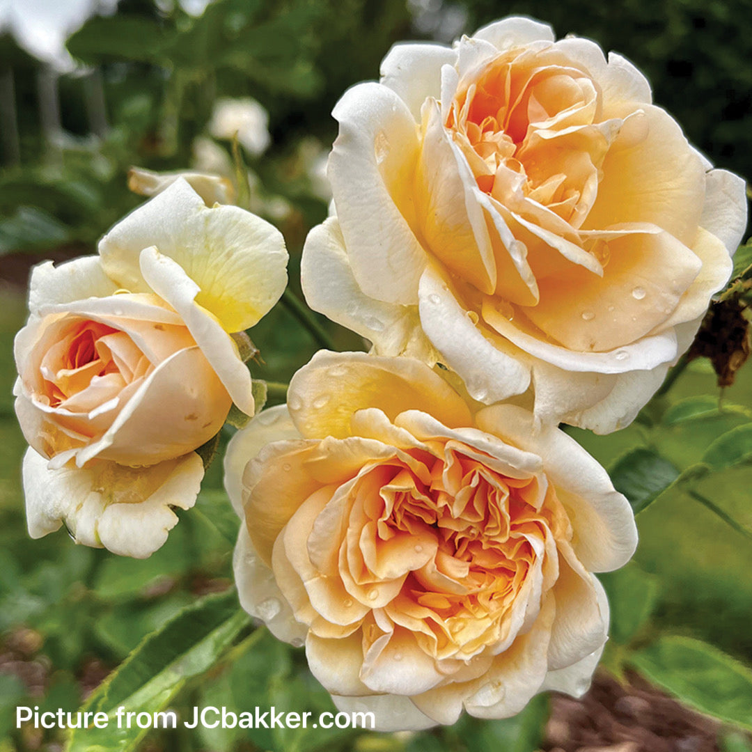 Lipstick Fragrant Showpiece