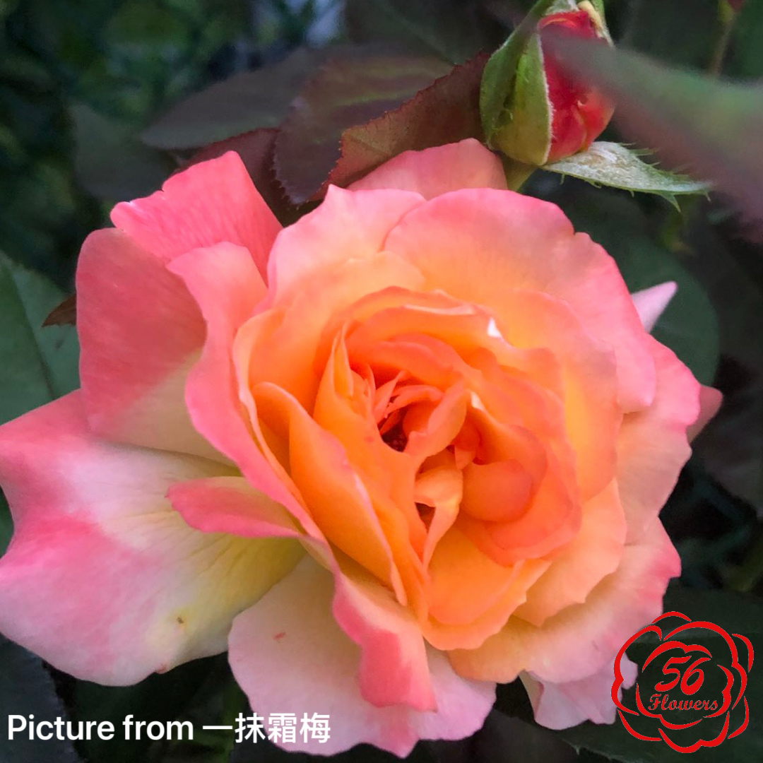 Love & Peace