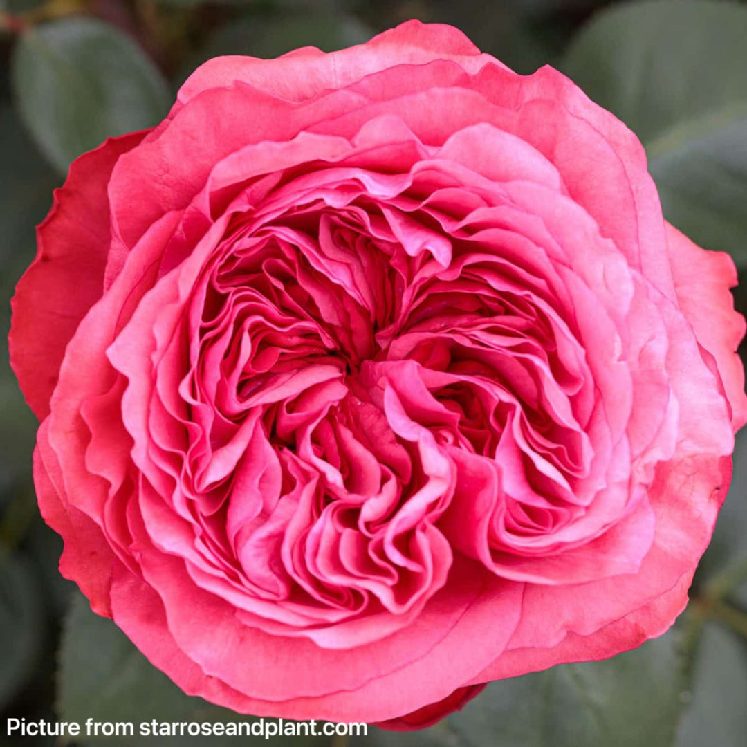 Loves Me, Loves Me Not