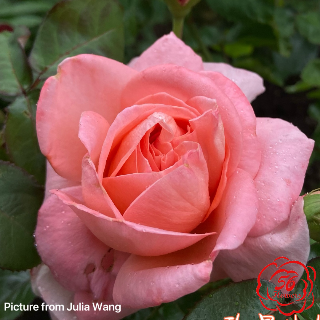 Mademoiselle Meiland