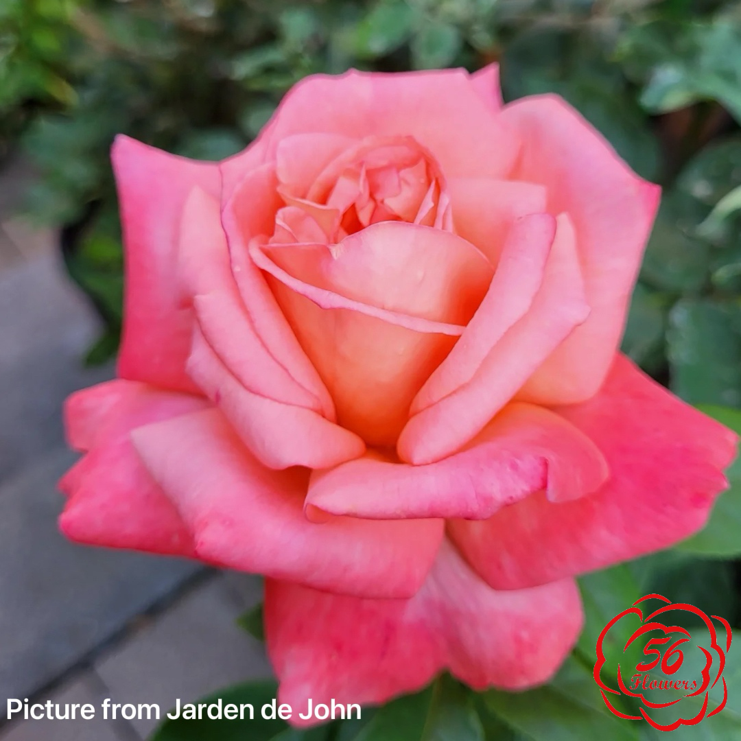 Heavenly Scented