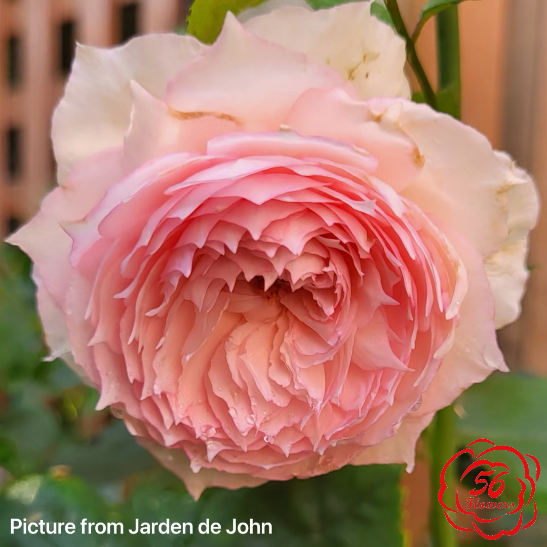 The Mill on The Floss