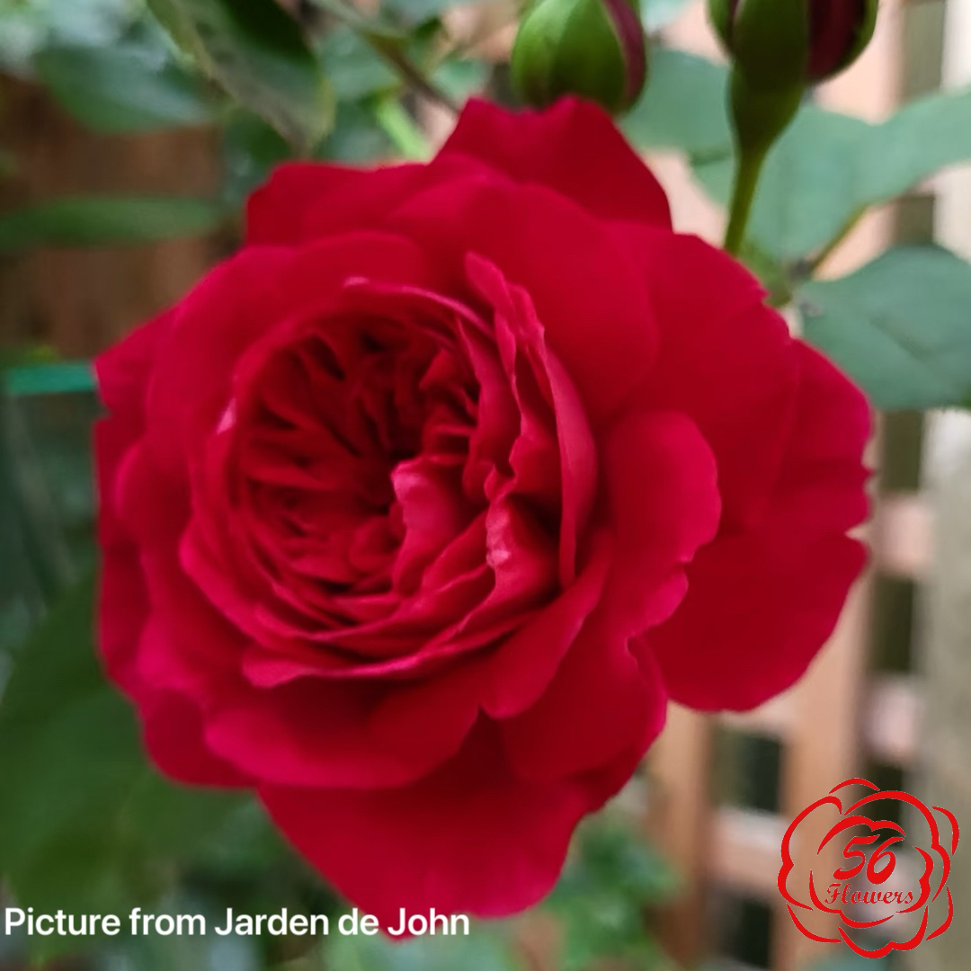 Tess of the d`Urbervilles