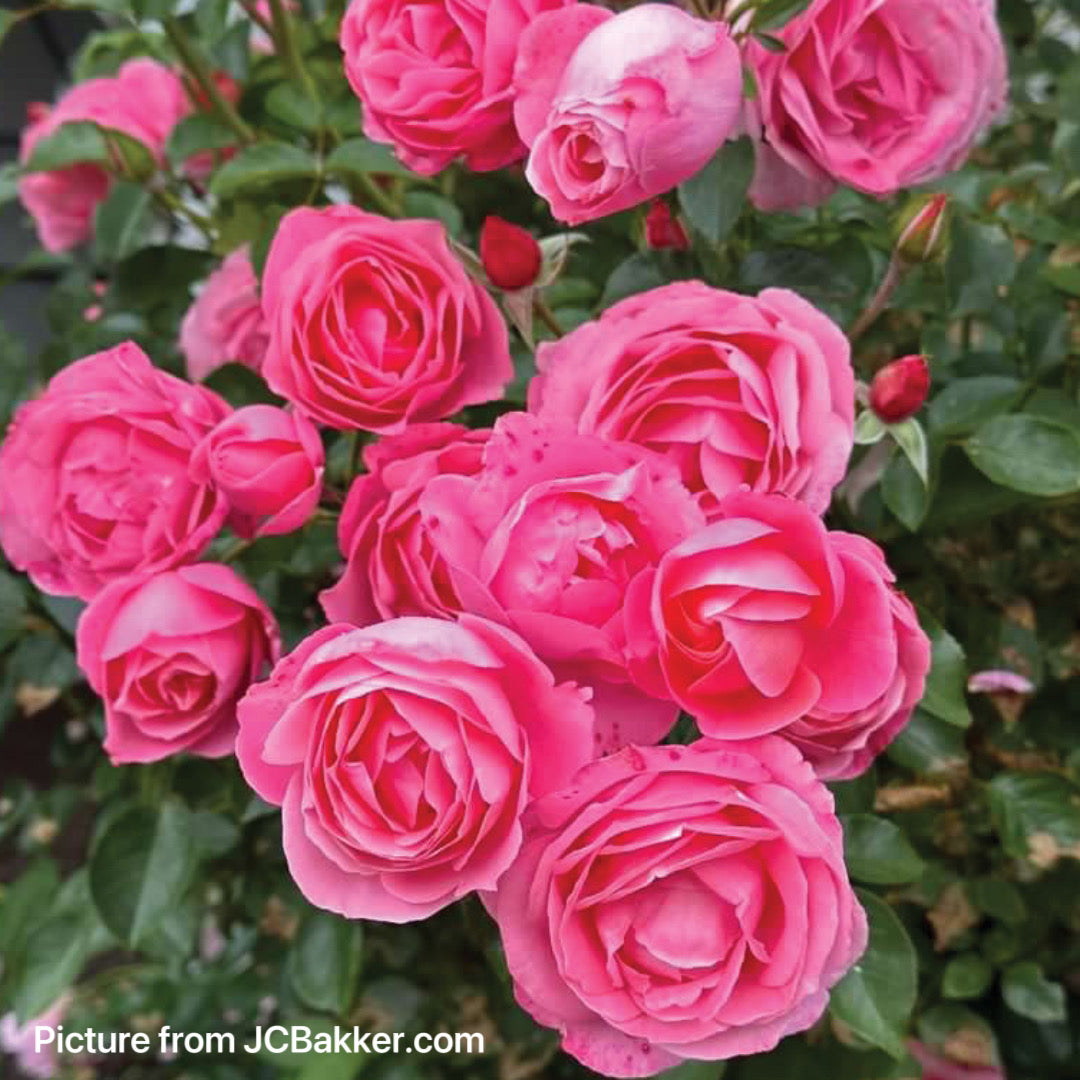 William P.J. McCarthy