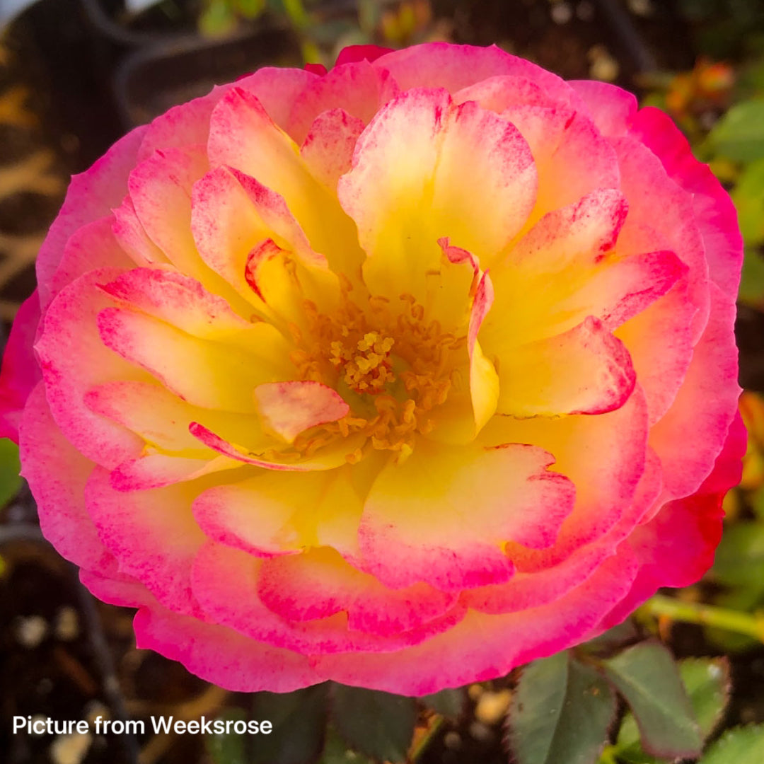 Rainbow Happy Trails