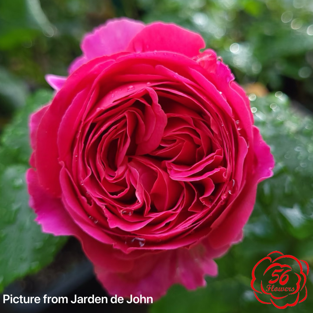 The Ingenious Mr. Fairchild