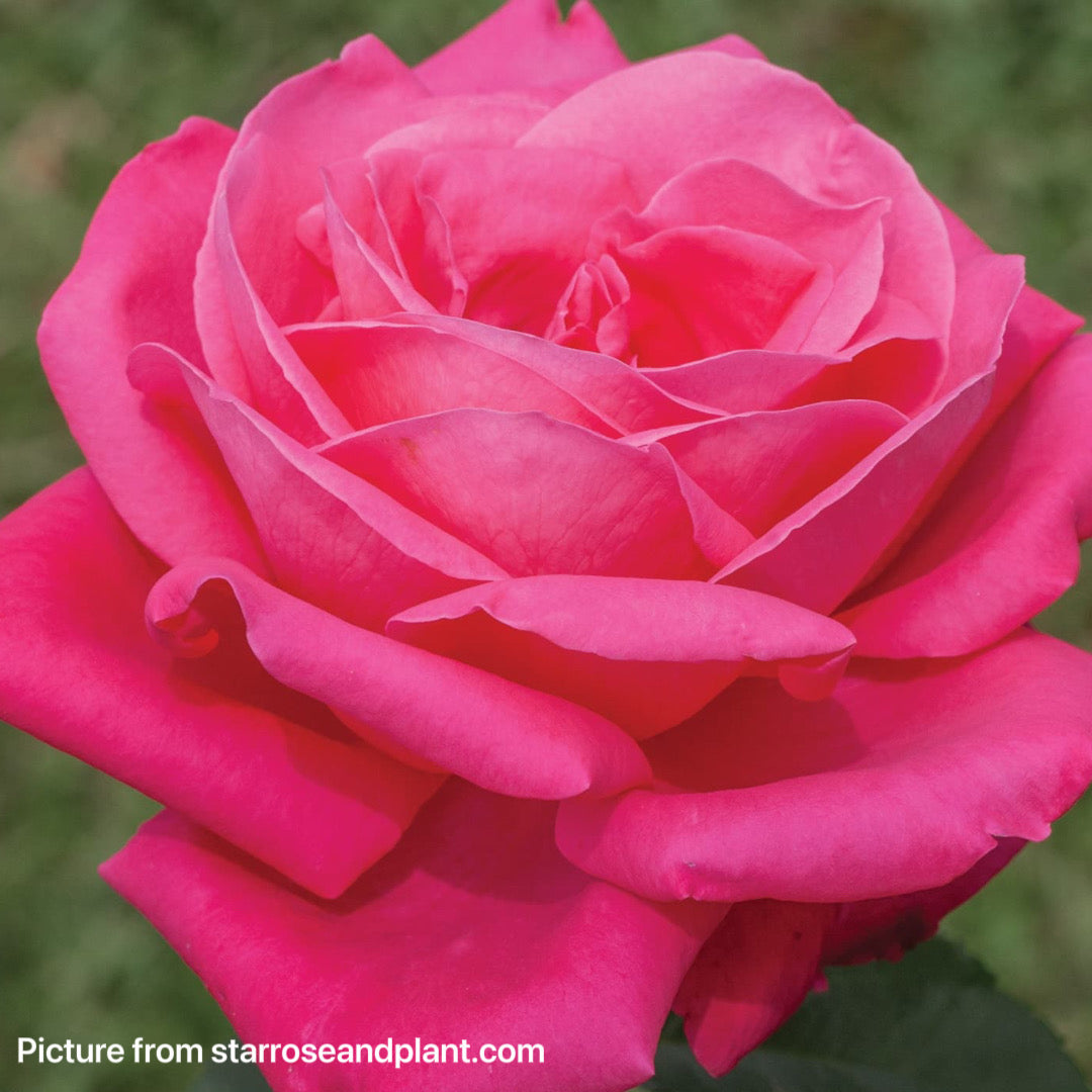 Miss All-American Beauty