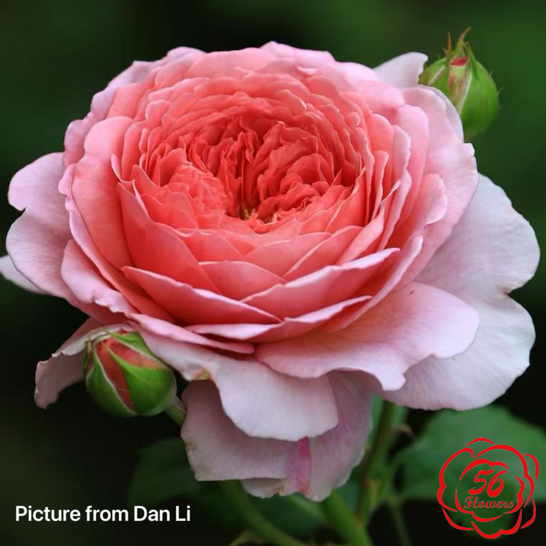 Princess Alexandra Of Kent