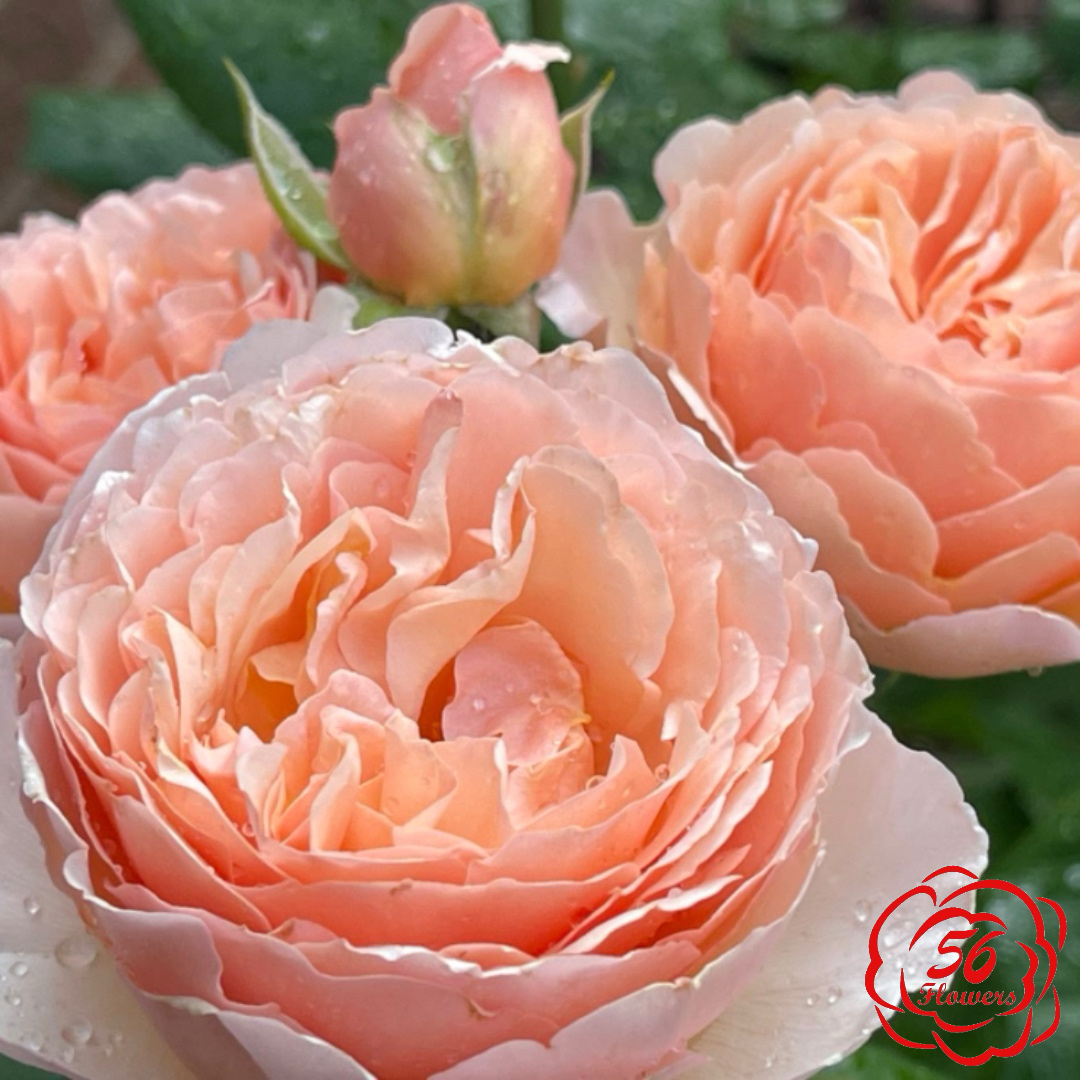 Princessa Charlene de Monaco