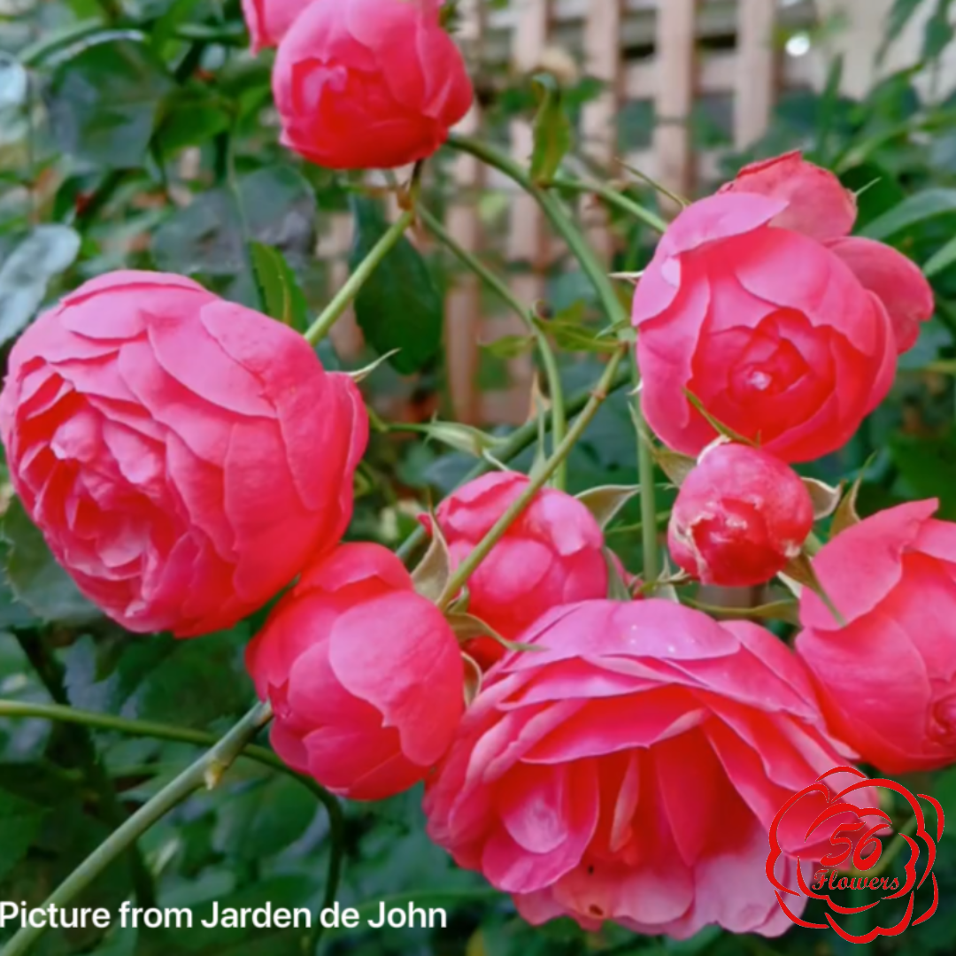 Pomponella™ Fairy Tale