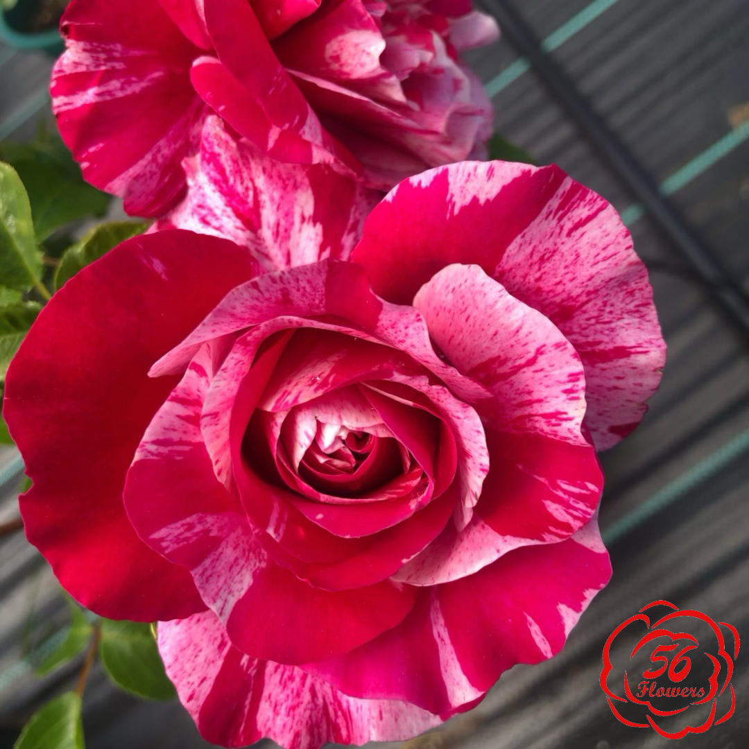 Raspberry Cream Twirl