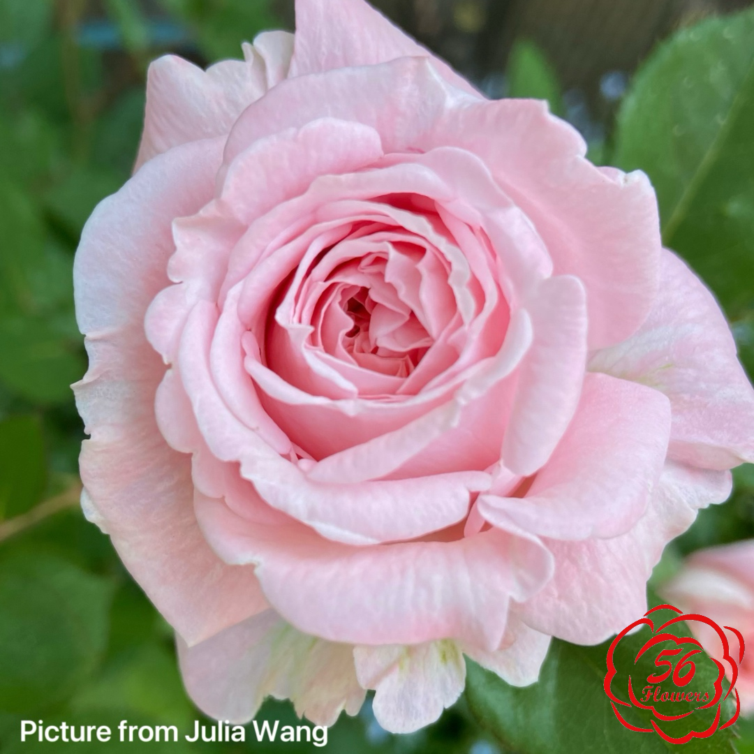 Summer Romance Parfuma