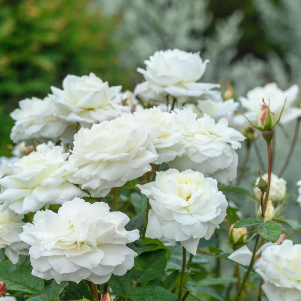 Susan Williams-Ellis