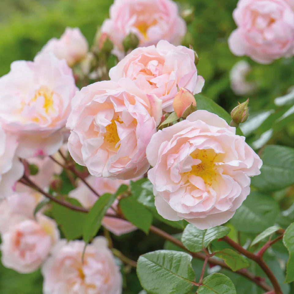 The Lady of the Lake