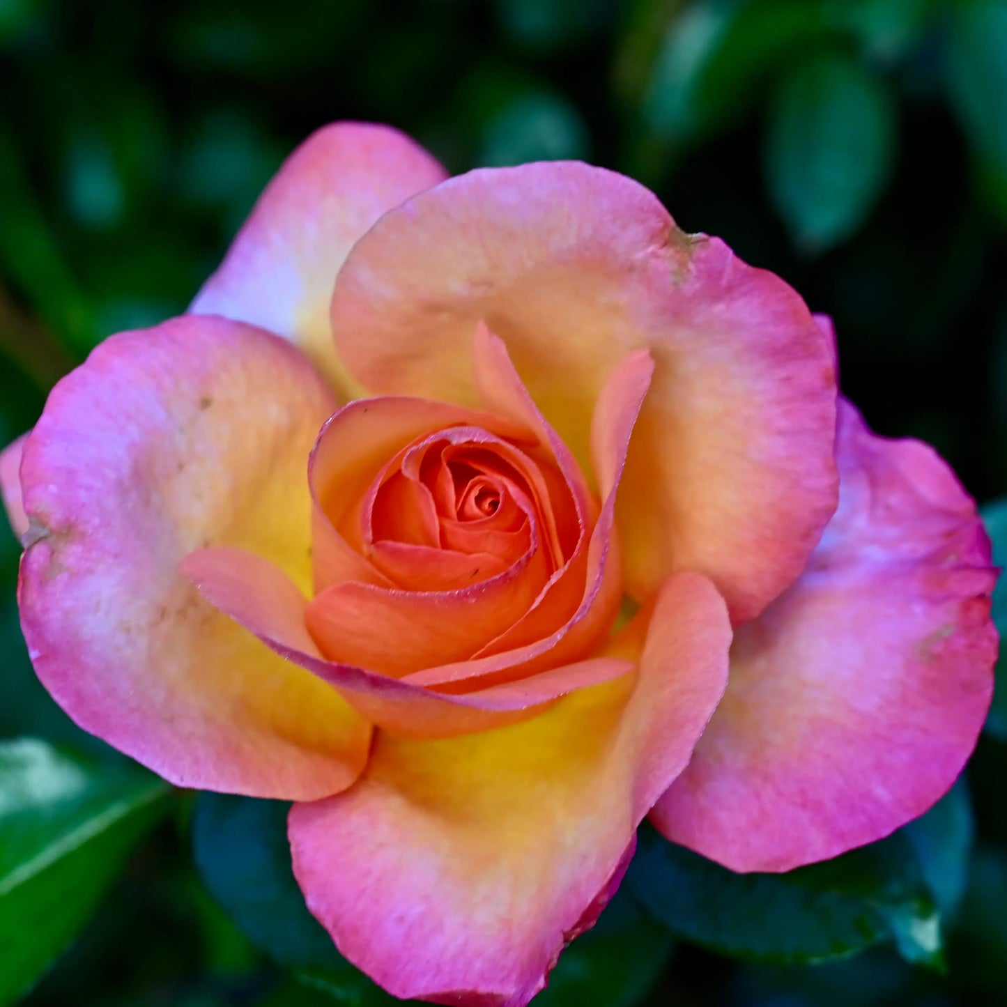 Rosa del Camino de Santiago