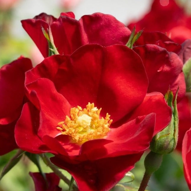 Scarlet Drift®