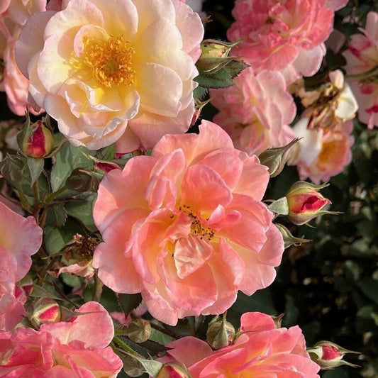 Niagara Blush