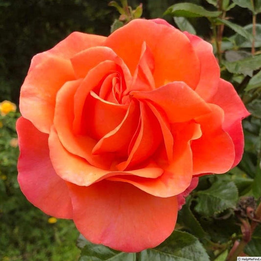 Lady B  Peach