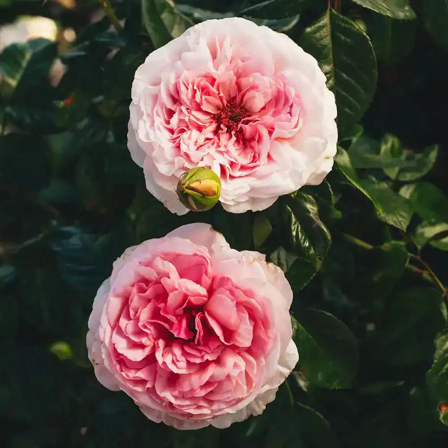 Rue Saint-Honoré™