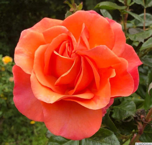 Lady B  Peach