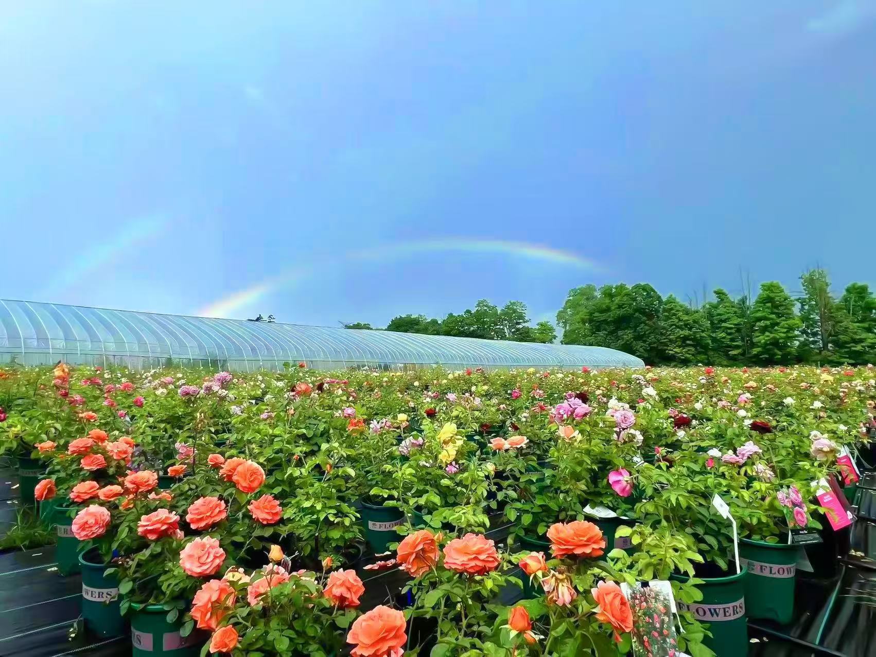 56 Flowers – 56Flowers