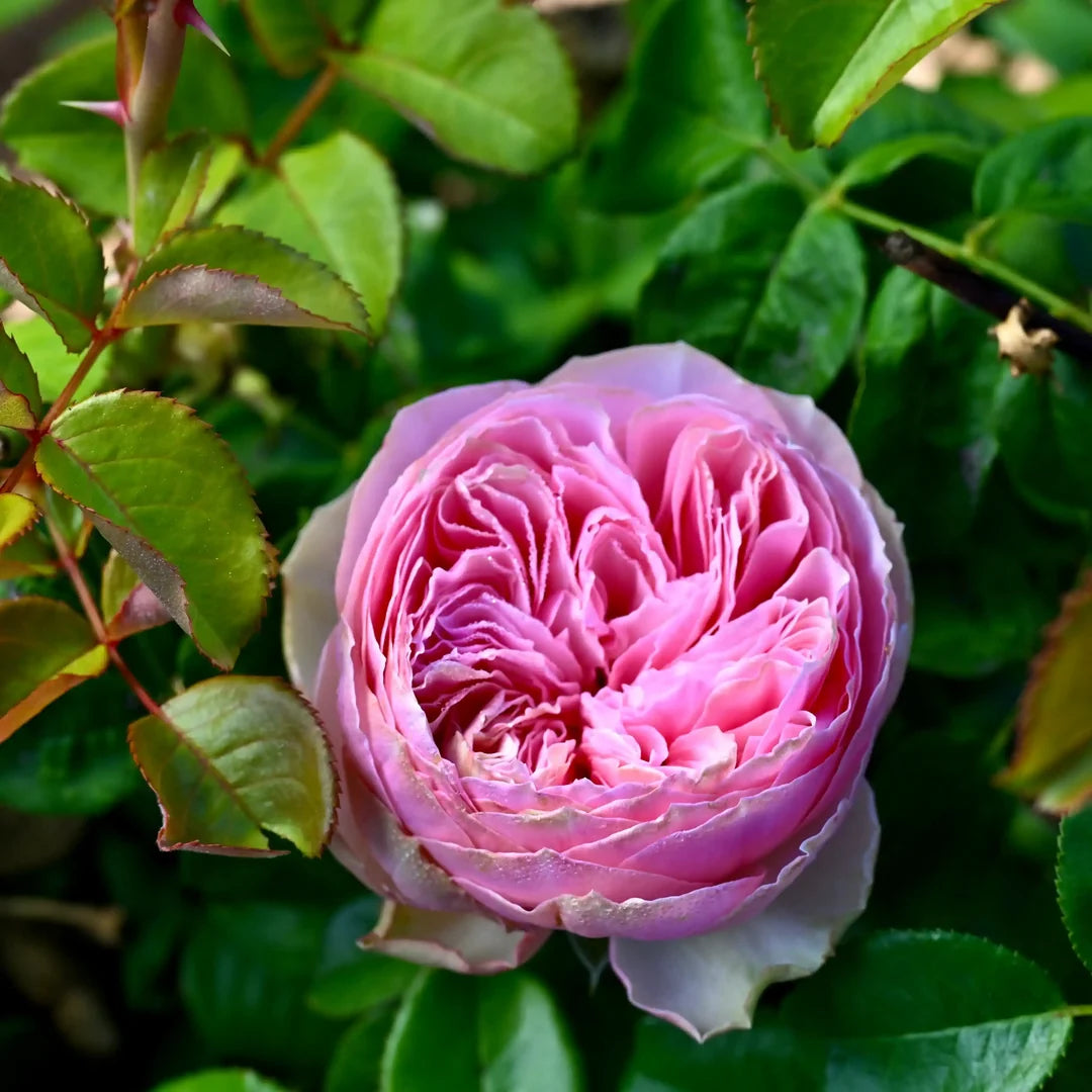 Pride of Jane™ 简的骄傲