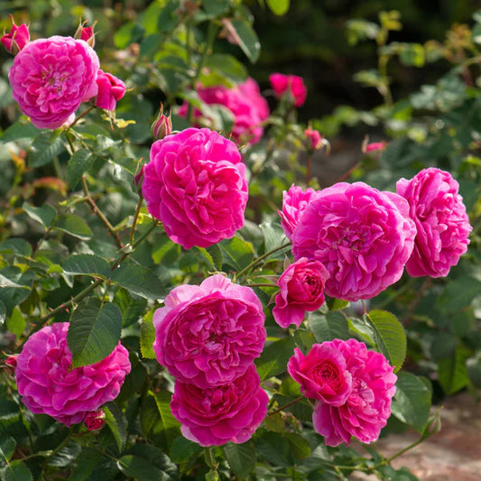 England's Rose