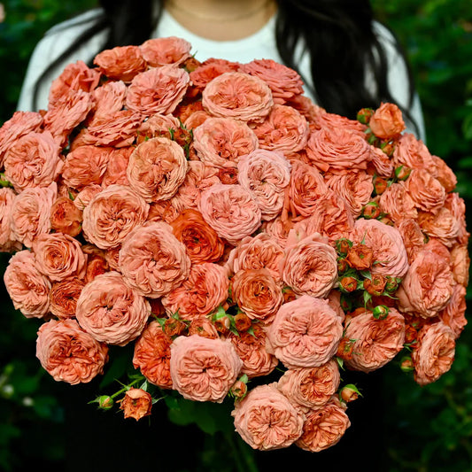 Bella Trendsetter™