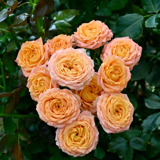 Coral Trendsetter™