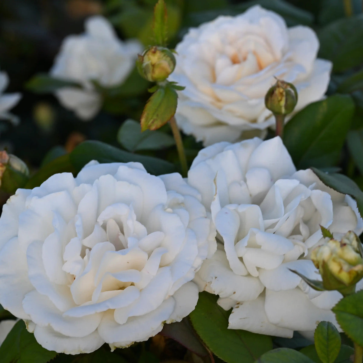 Gruaud Larose
