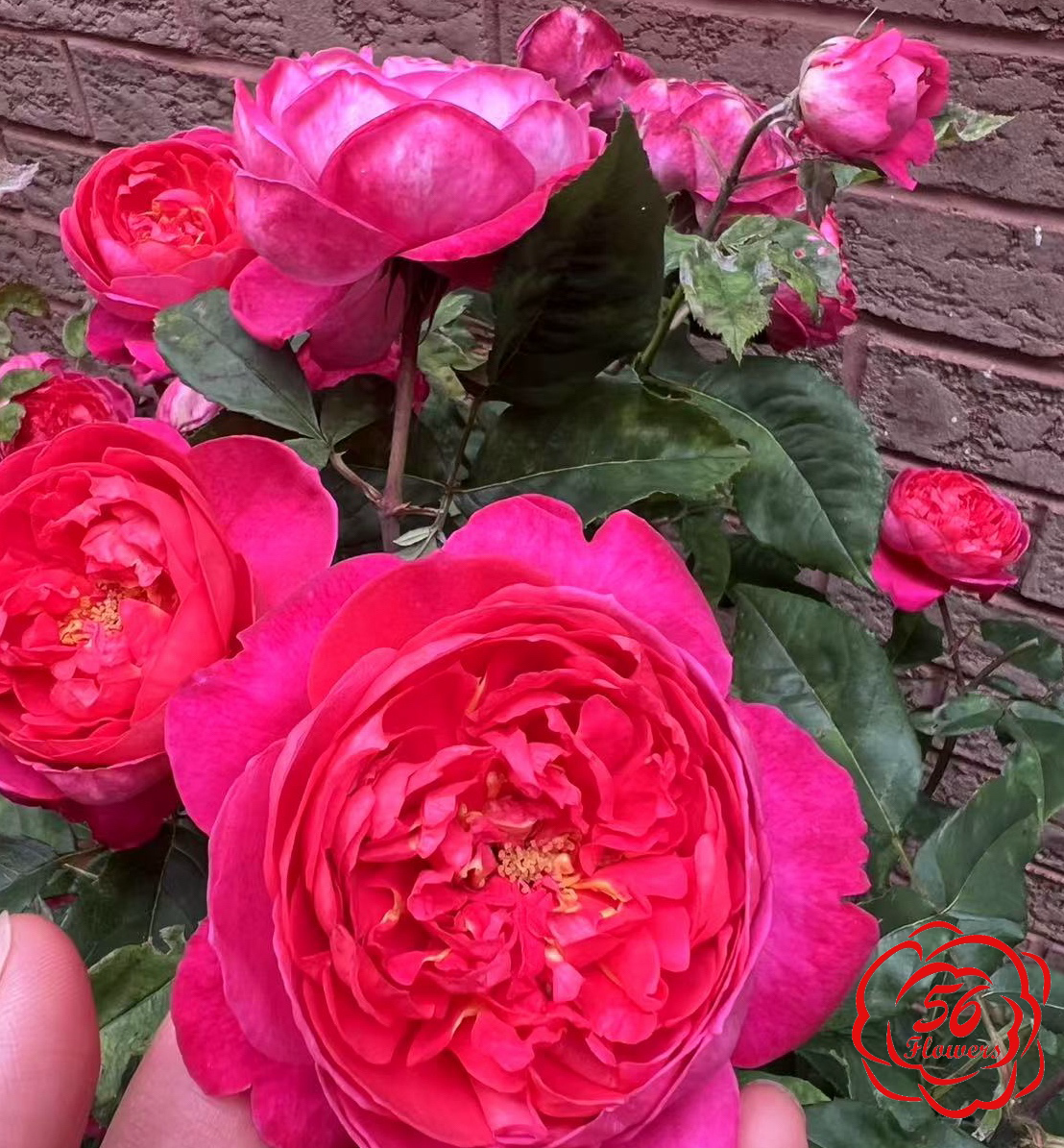 Benjamin Riten Benjamin Britten – 56Flowers