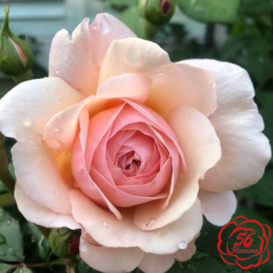 A Shropshire Lad