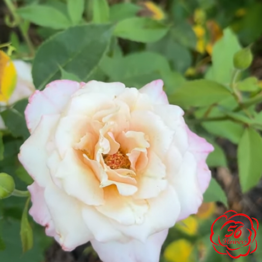 Belinda's Blush