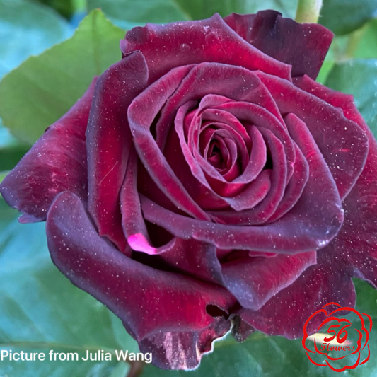 Black Baccara
