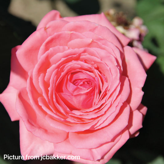 Canada Blooms