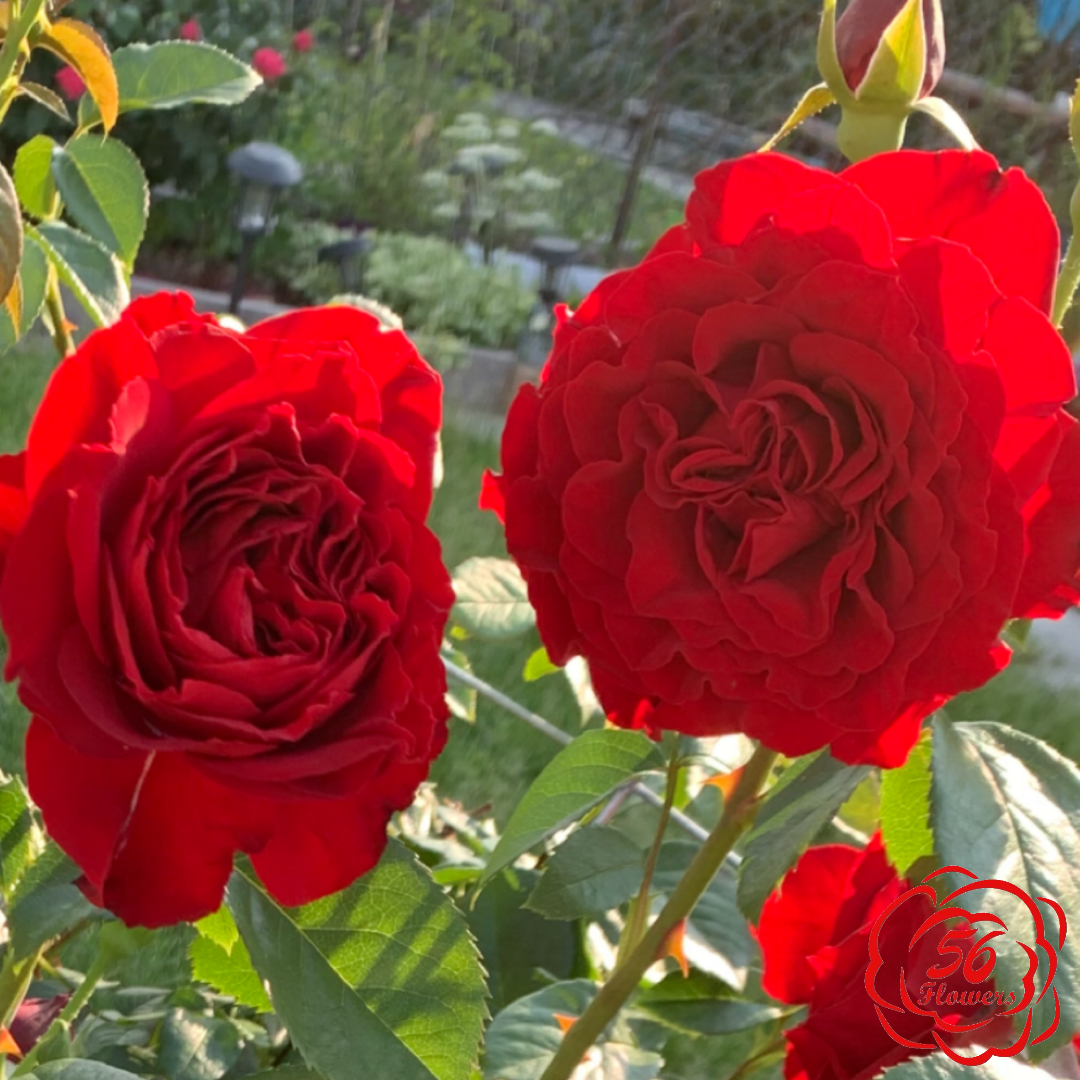 Crimson Cascade