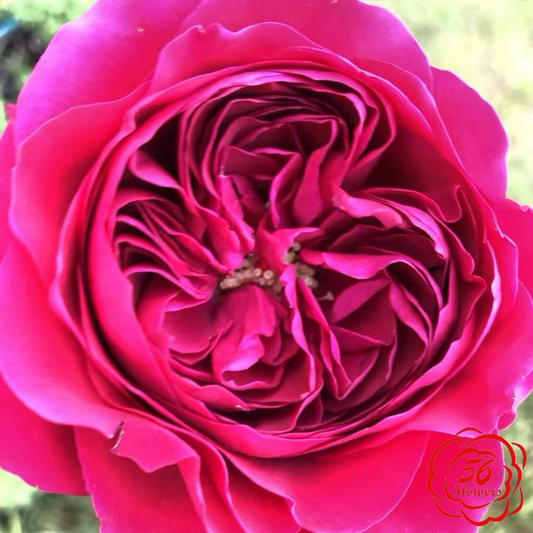 Darcey Bussell