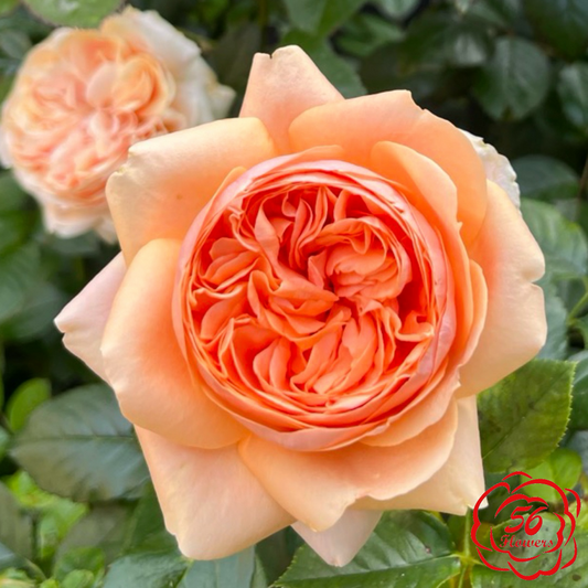 Double Ambre