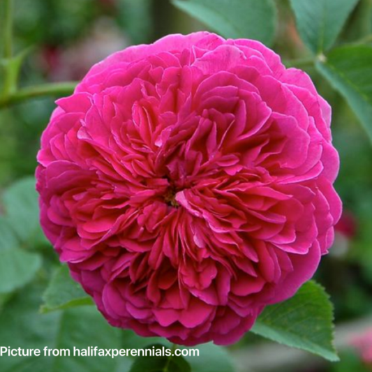 Duc De Cambridge